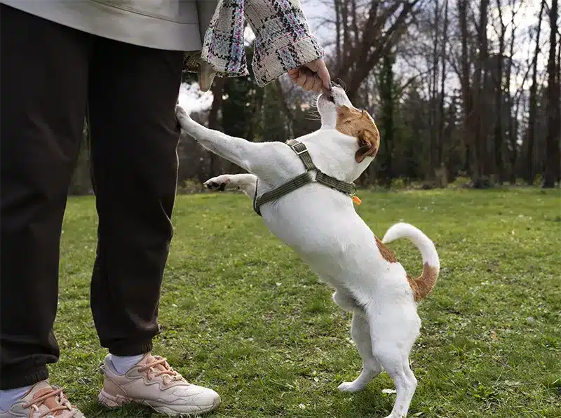 Dog Bite Attorney Los Angeles